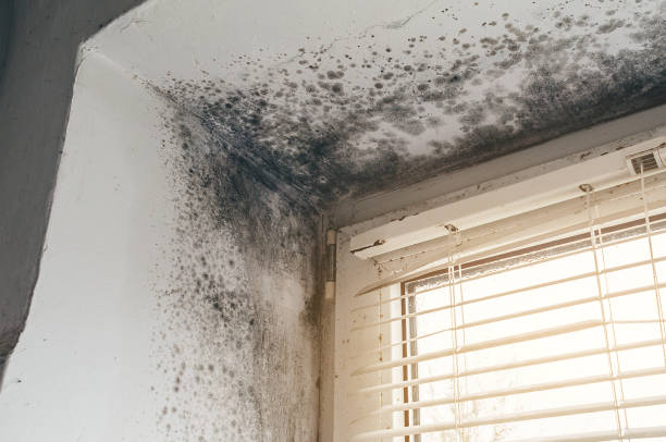 Affordable Mold Inspection solutions in Canton, TX